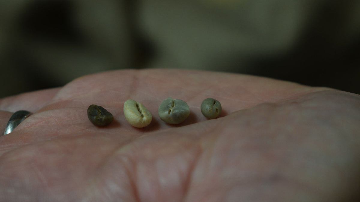 Nachhaltiger Bio Kaffee, zertifiziert nach DE-ÖKO 049 für nachhaltigen Kaffeegenuss